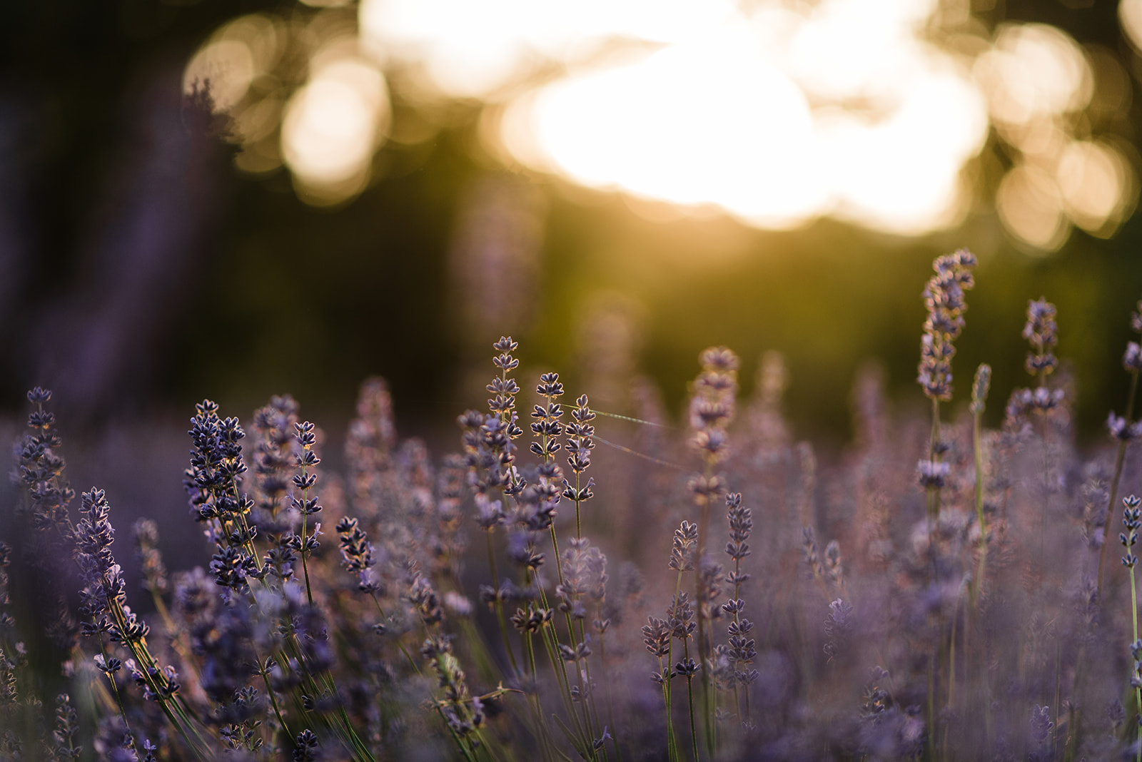 lavender field bee air therapy